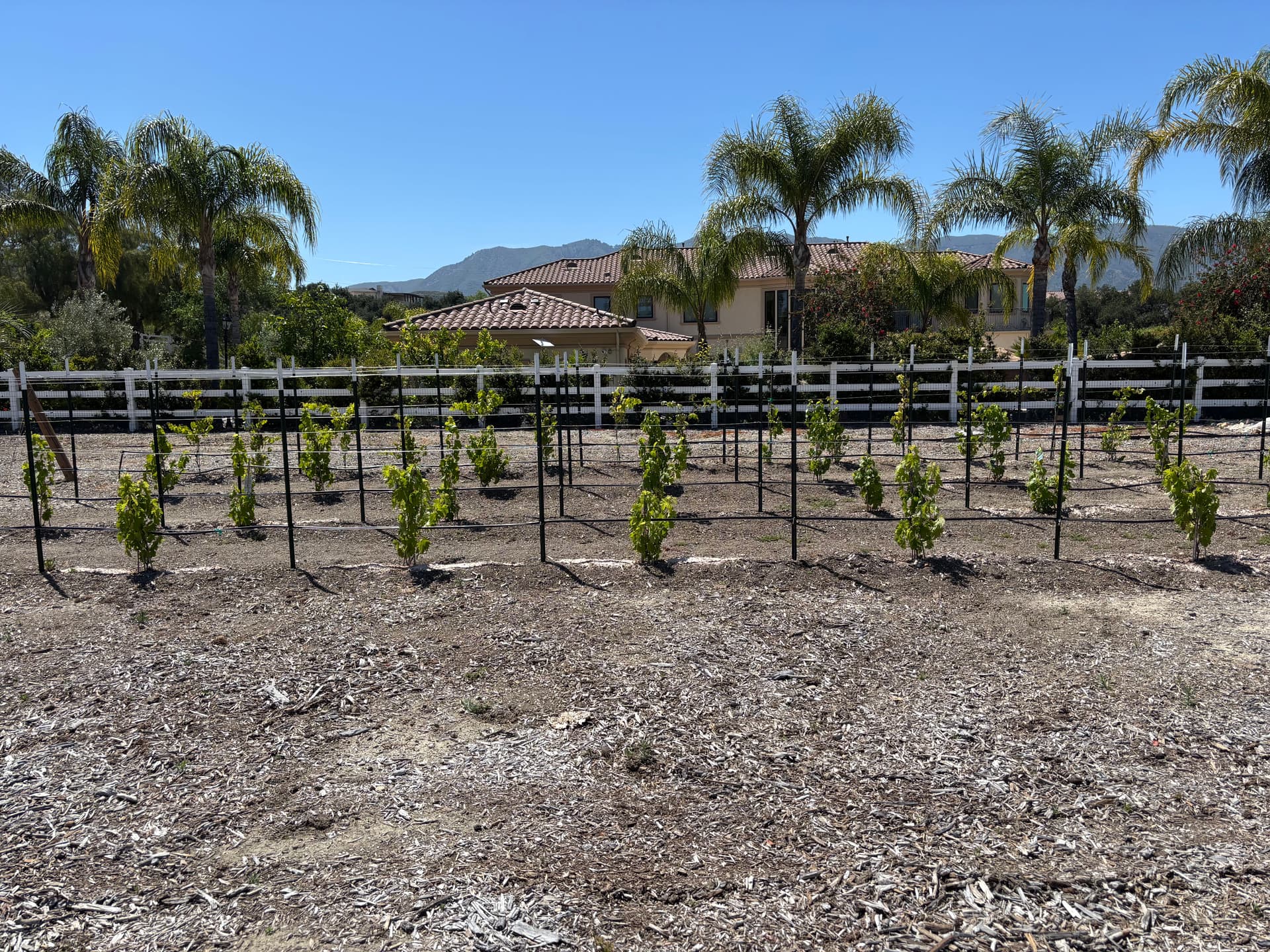 Gallery photos for Backyard Vineyard Build With Full Drip Irrigation System: Image #6