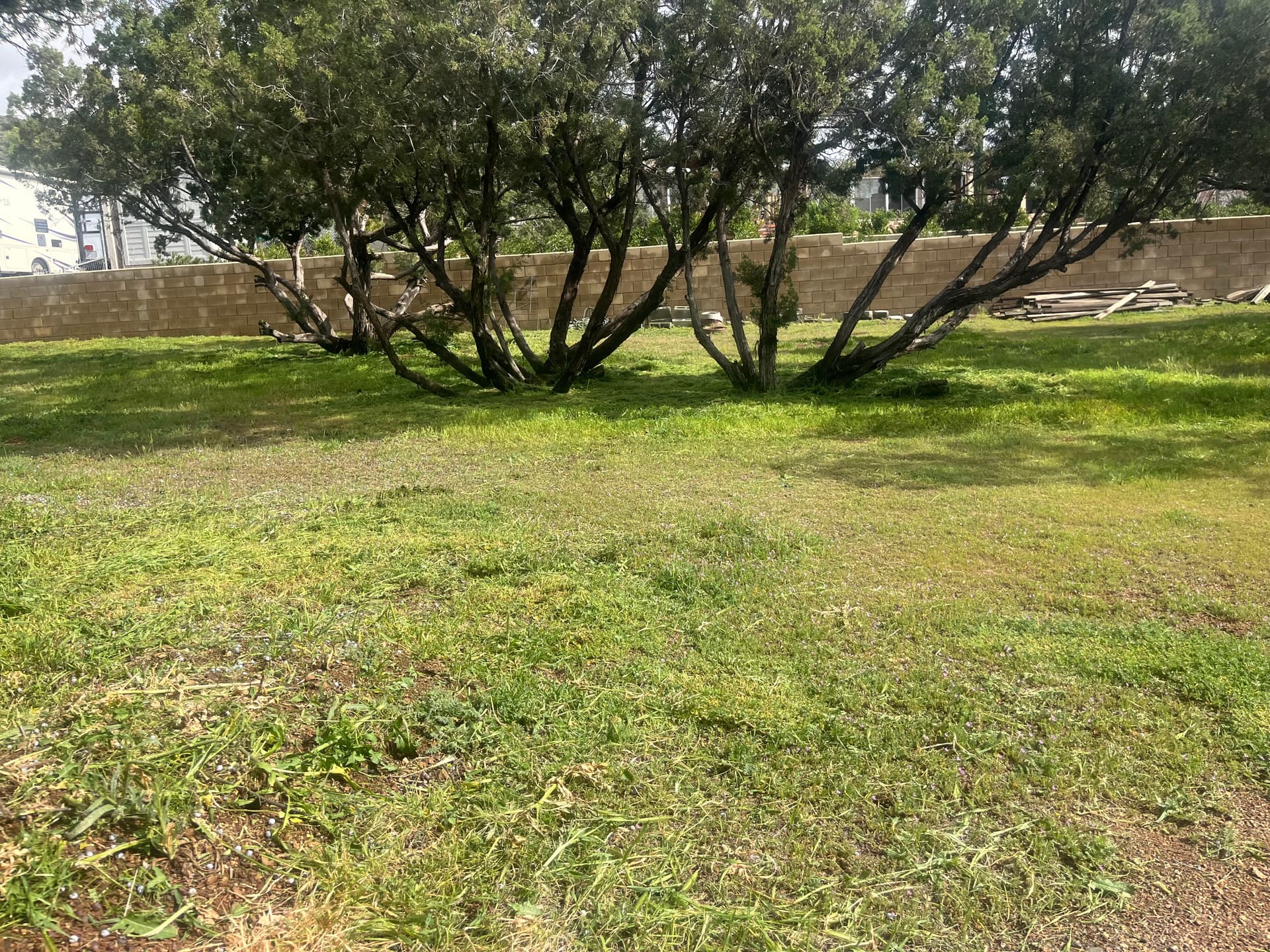 Gallery photos for Overgrown Weeds Knocked Down to a Clean Mowed Property: Image #5