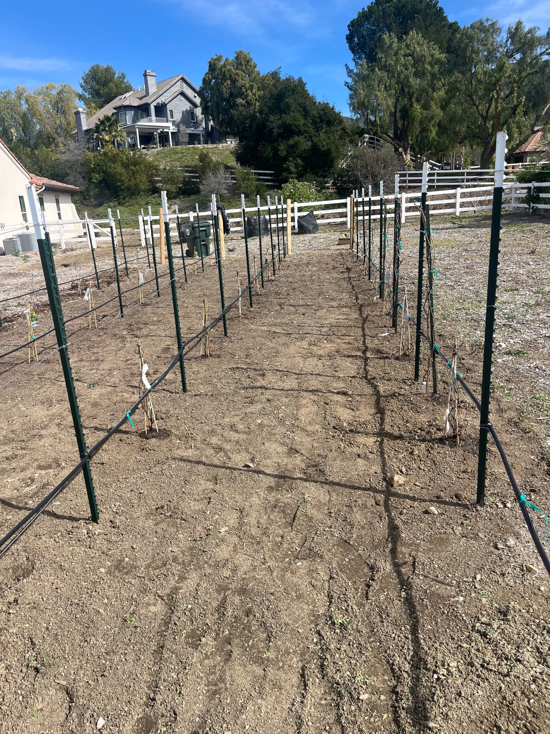 Gallery photos for Backyard Vineyard Build With Full Drip Irrigation System: Image #5