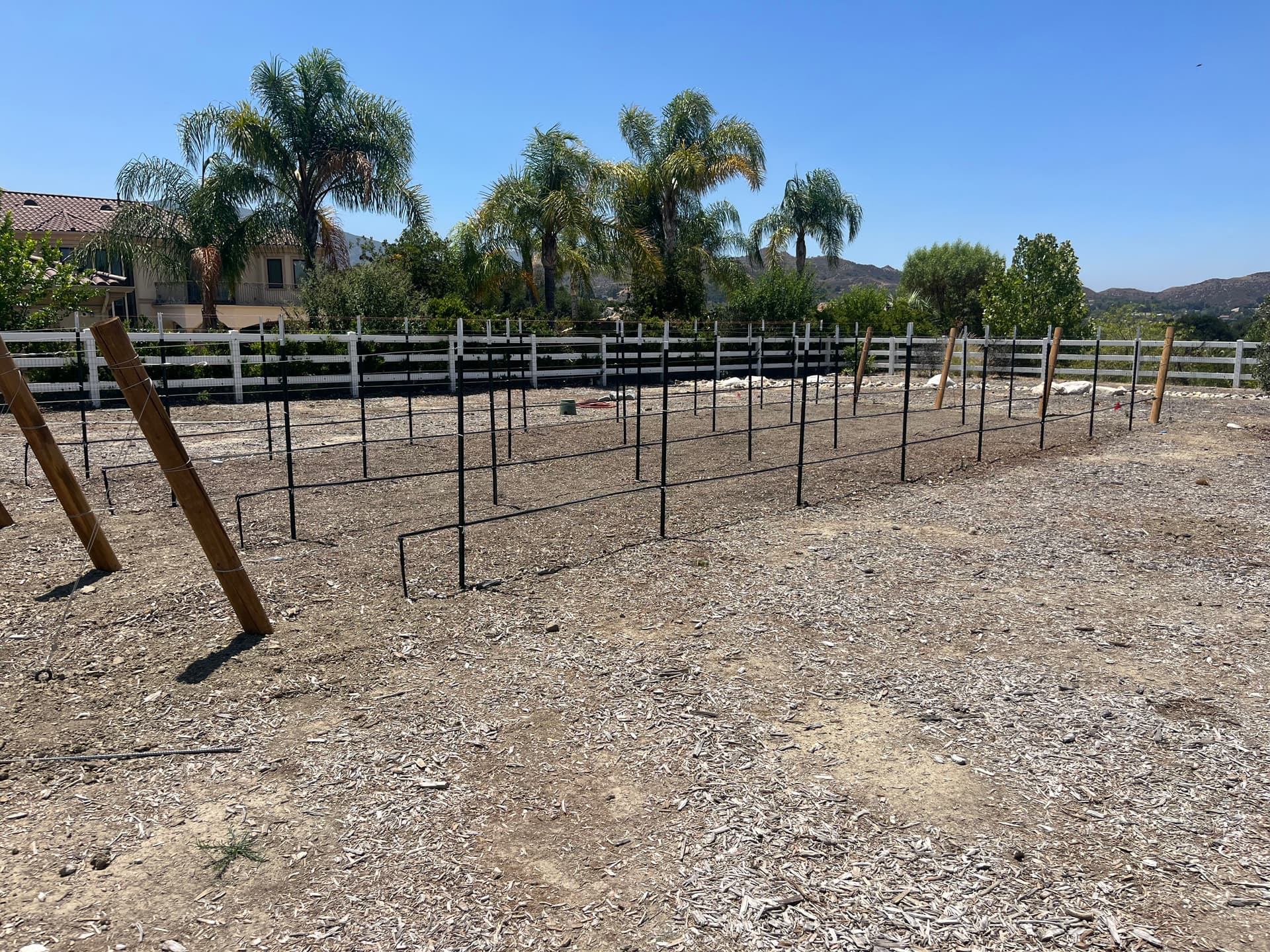 Gallery photos for Backyard Vineyard Build With Full Drip Irrigation System: Image #1