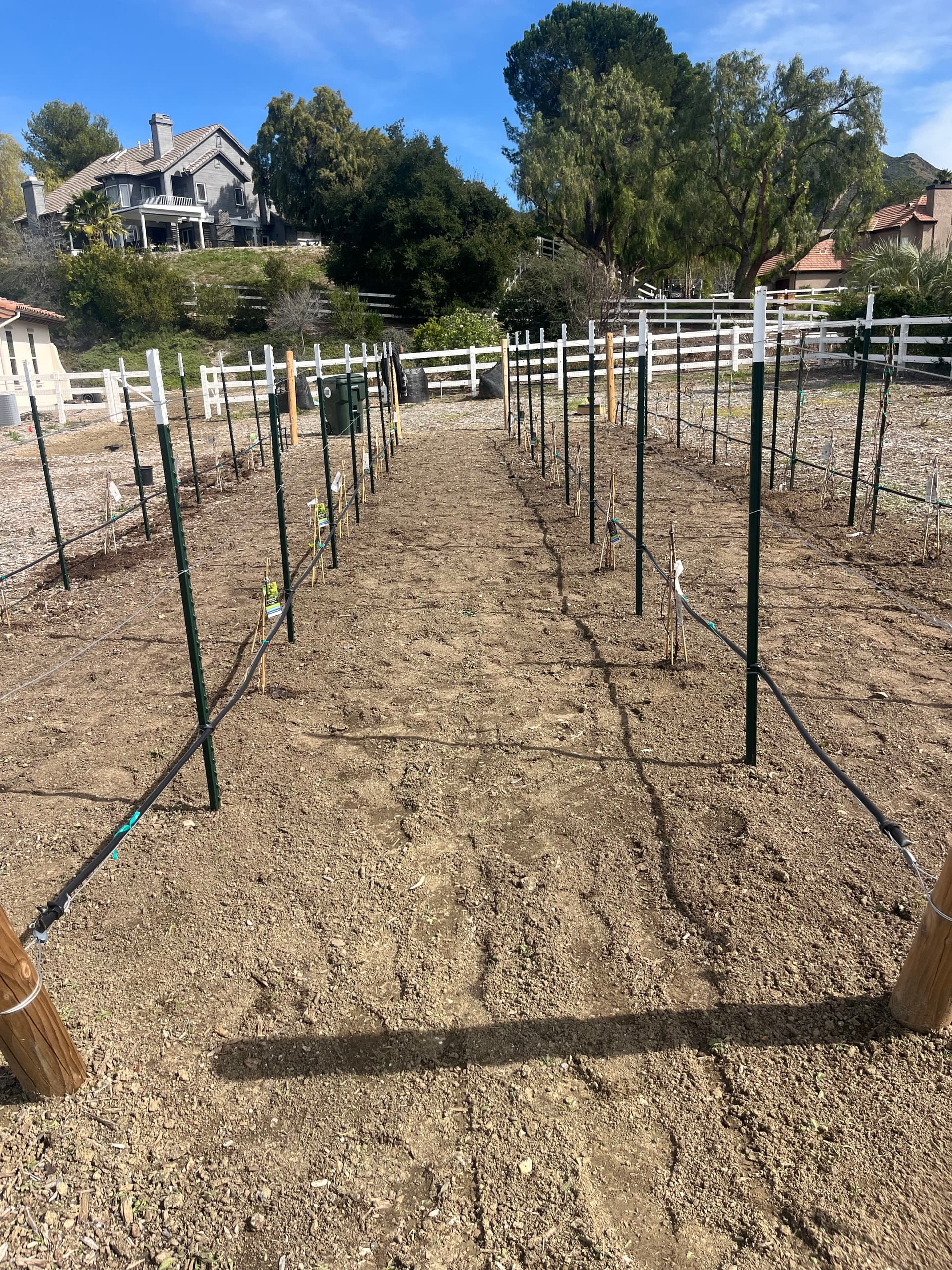 Gallery photos for Backyard Vineyard Build With Full Drip Irrigation System: Image #4