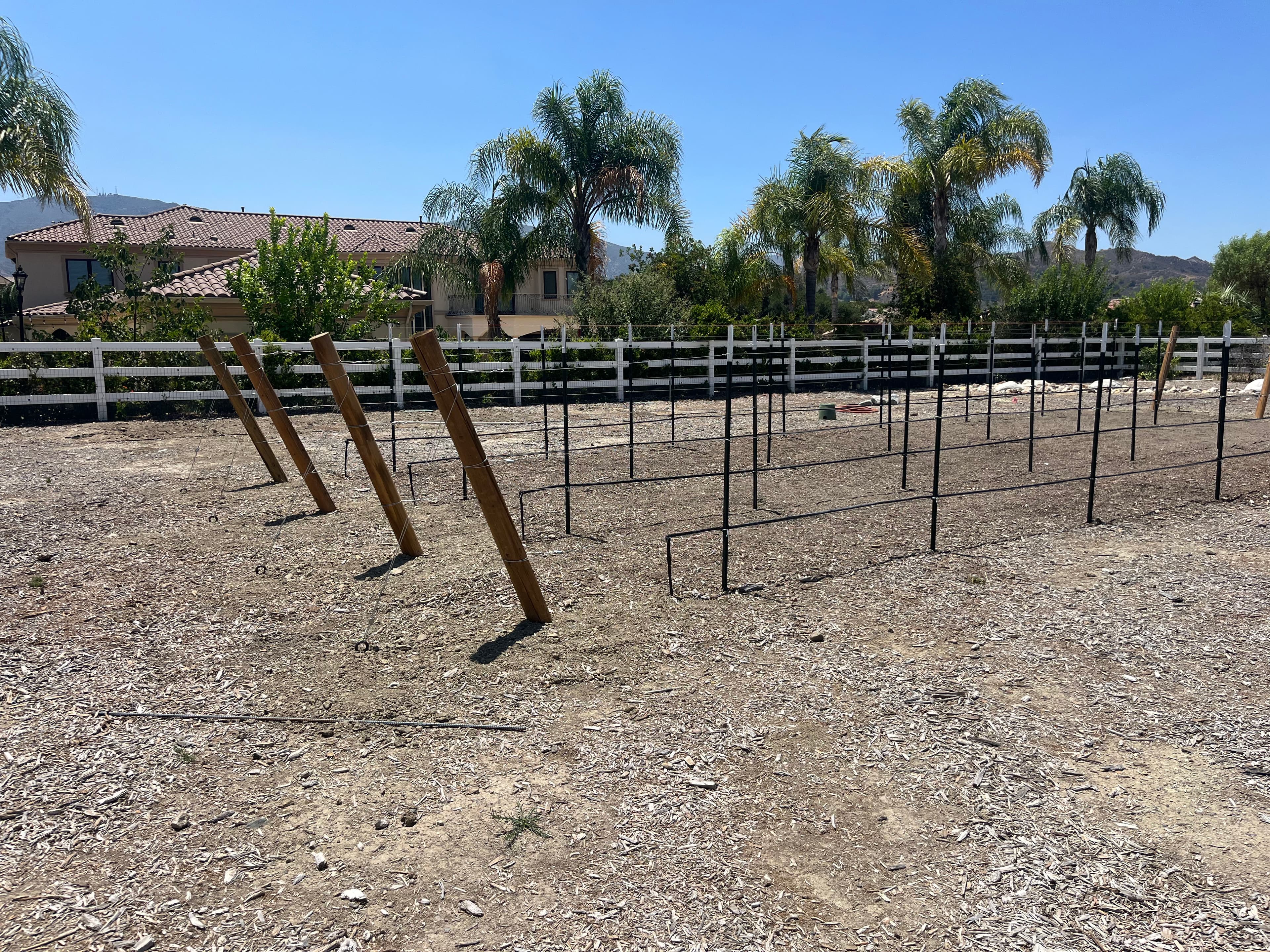 Project Backyard Vineyard Build With Full Drip Irrigation System image