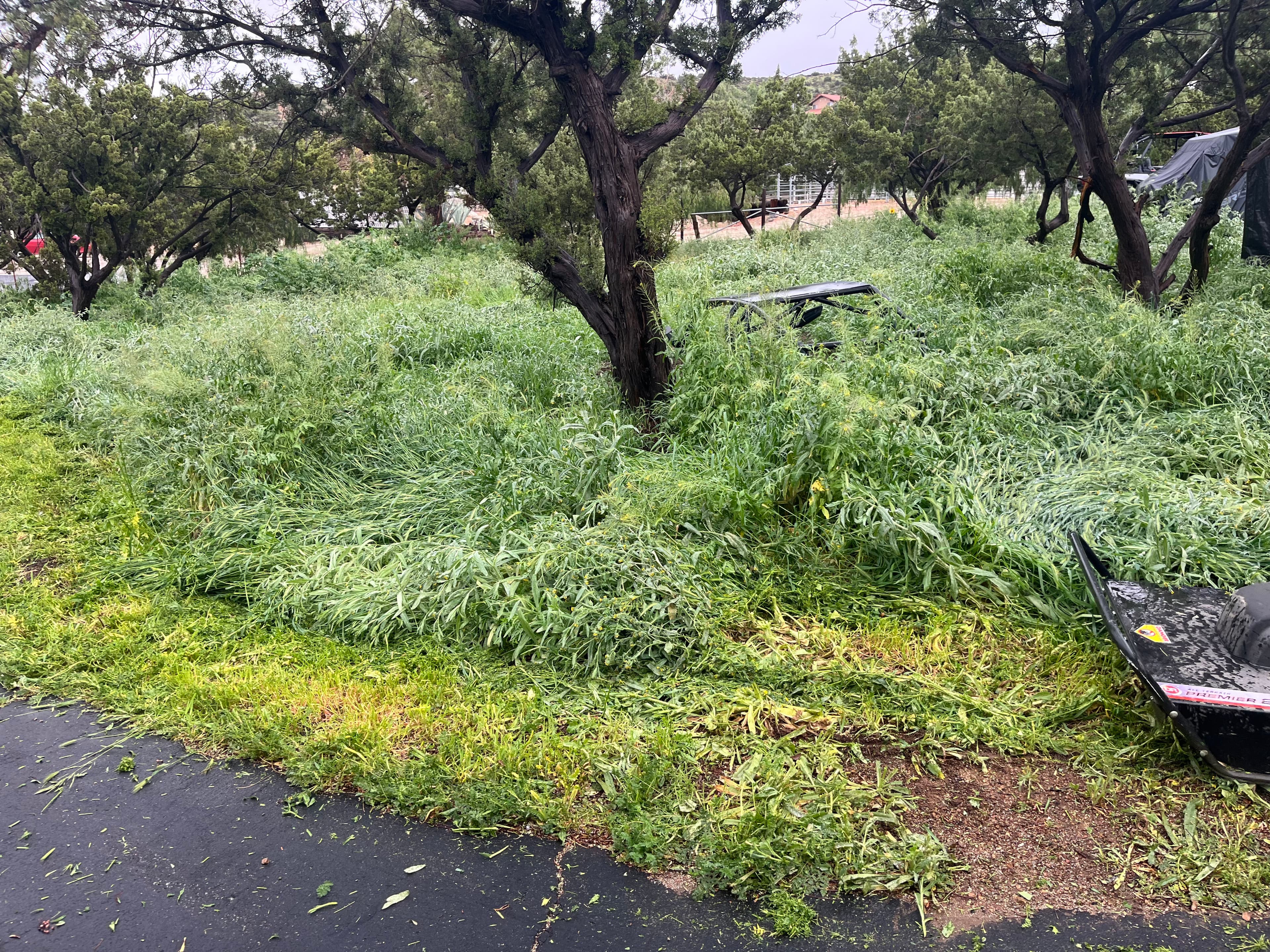 Project Overgrown Weeds Knocked Down to a Clean Mowed Property image