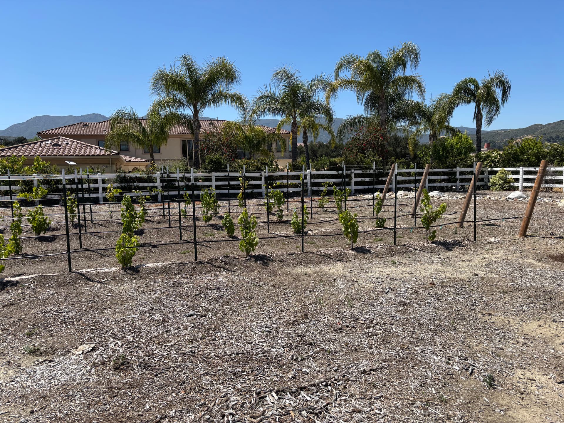 Gallery photos for Backyard Vineyard Build With Full Drip Irrigation System: Image #7