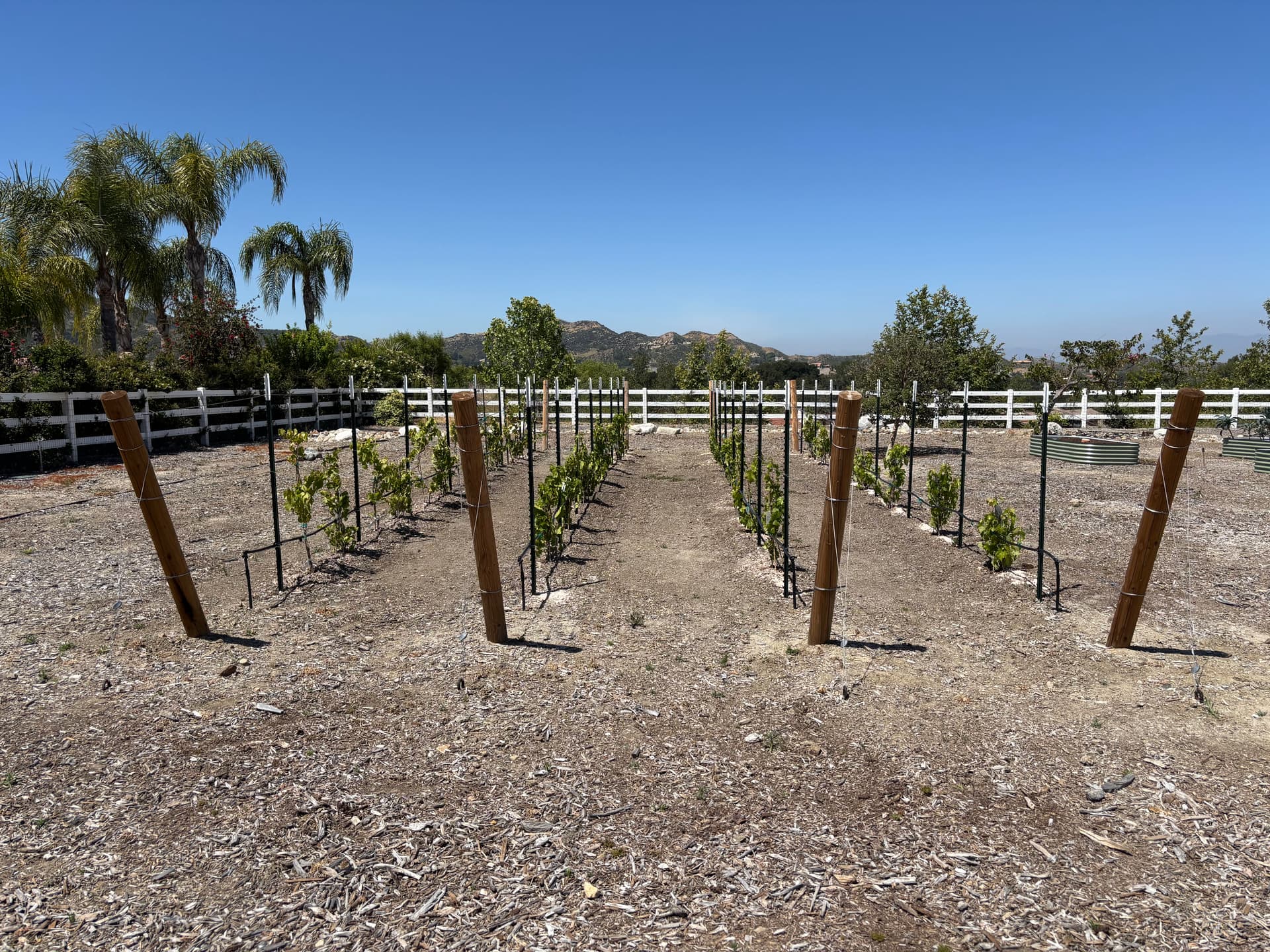 Gallery photos for Backyard Vineyard Build With Full Drip Irrigation System: Image #8