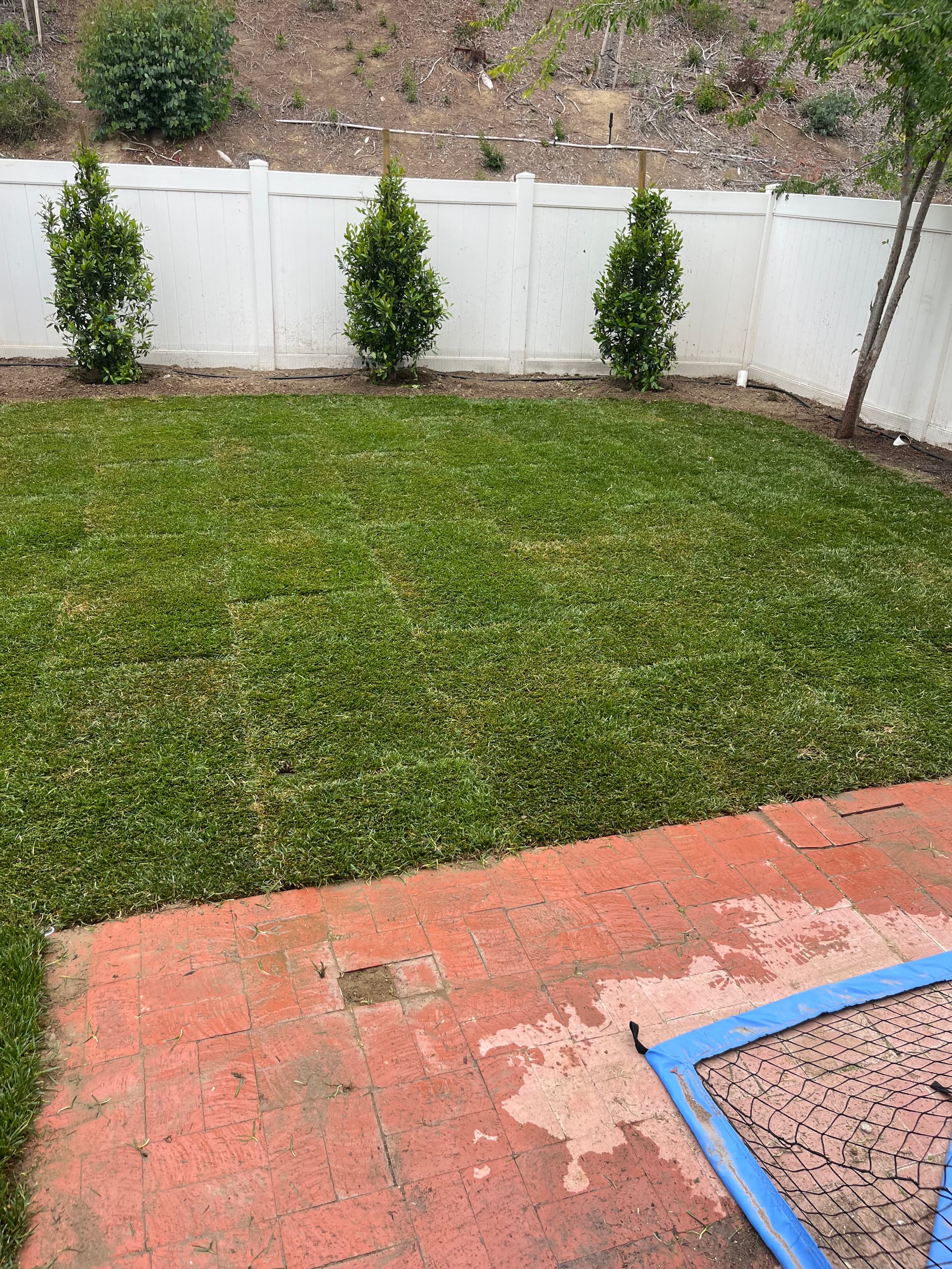 Gallery photos for Dead Dirt to Green Backyard - Full Landscape Overhaul: Image #8