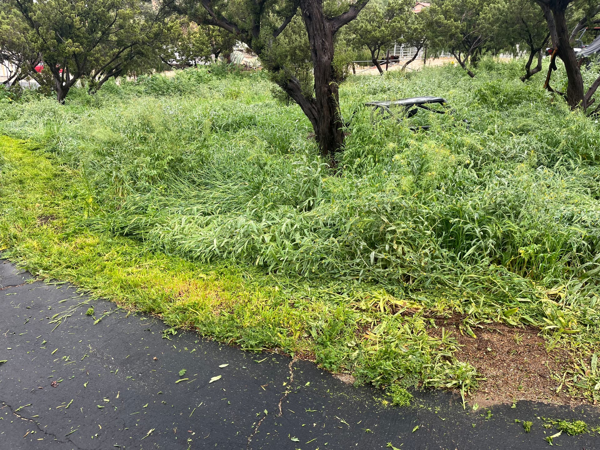 Overgrown Weeds Knocked Down to a Clean Mowed Property