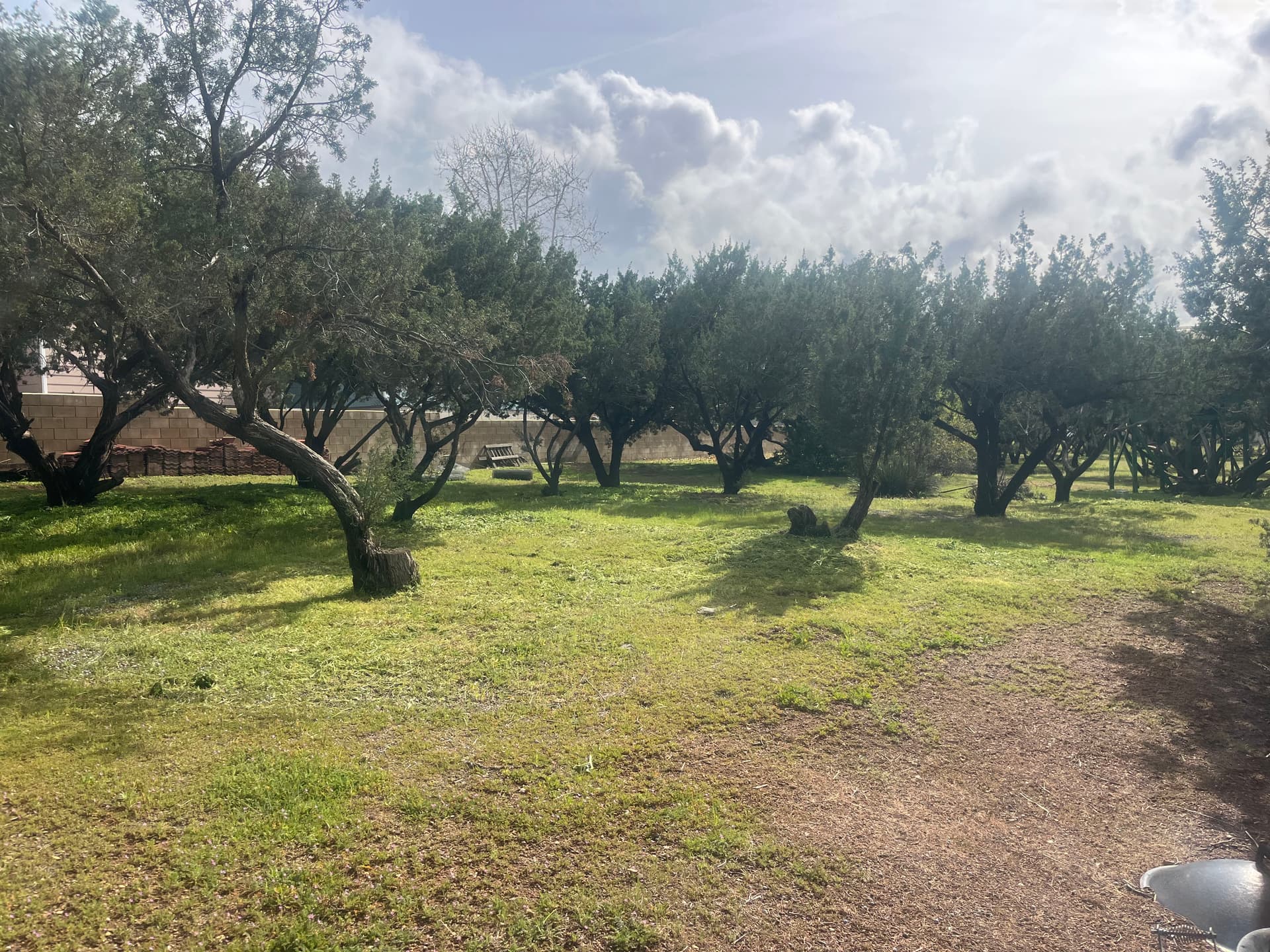 Overgrown Weeds Knocked Down to a Clean Mowed Property