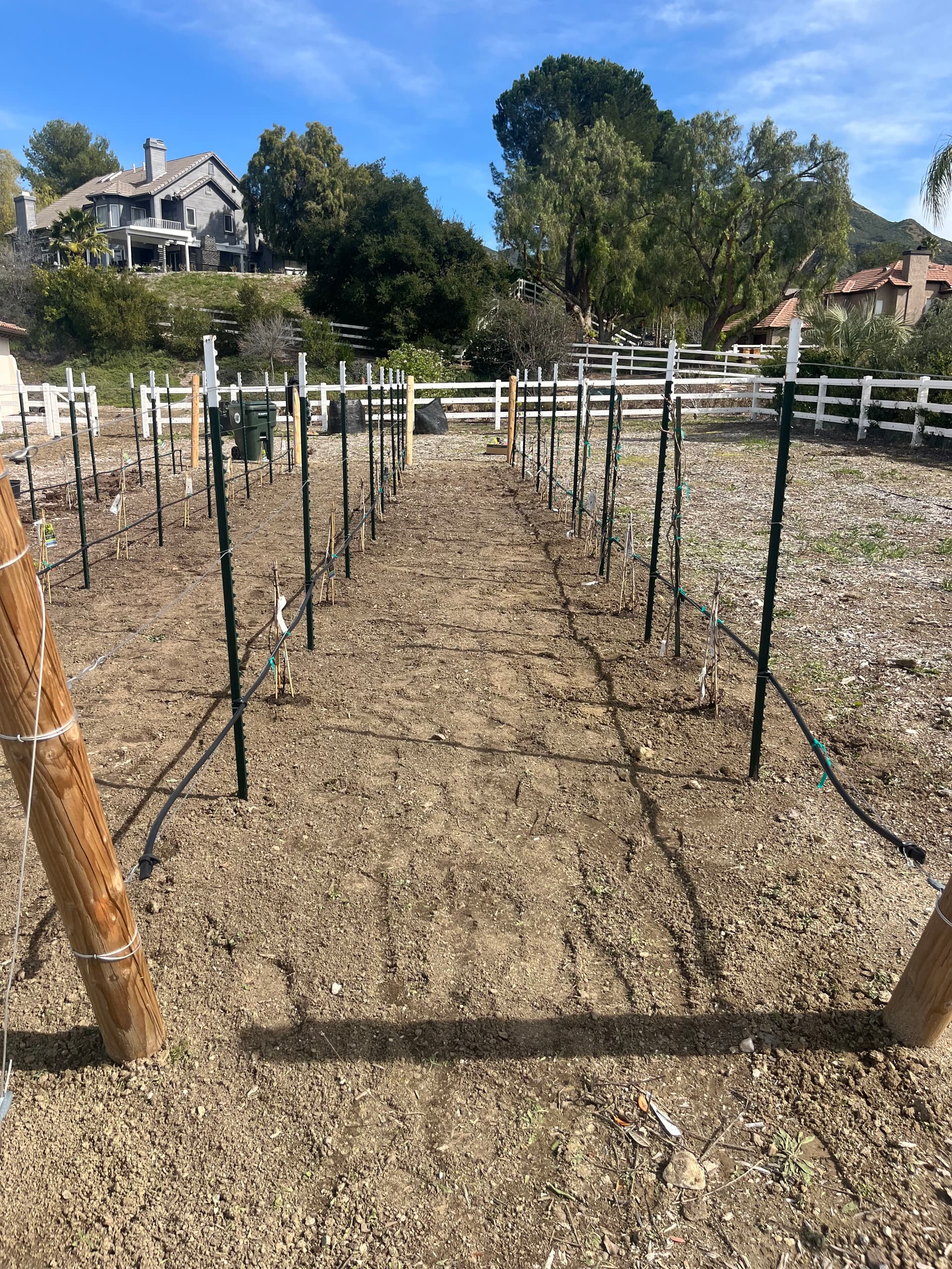 Gallery photos for Backyard Vineyard Build With Full Drip Irrigation System: Image #3