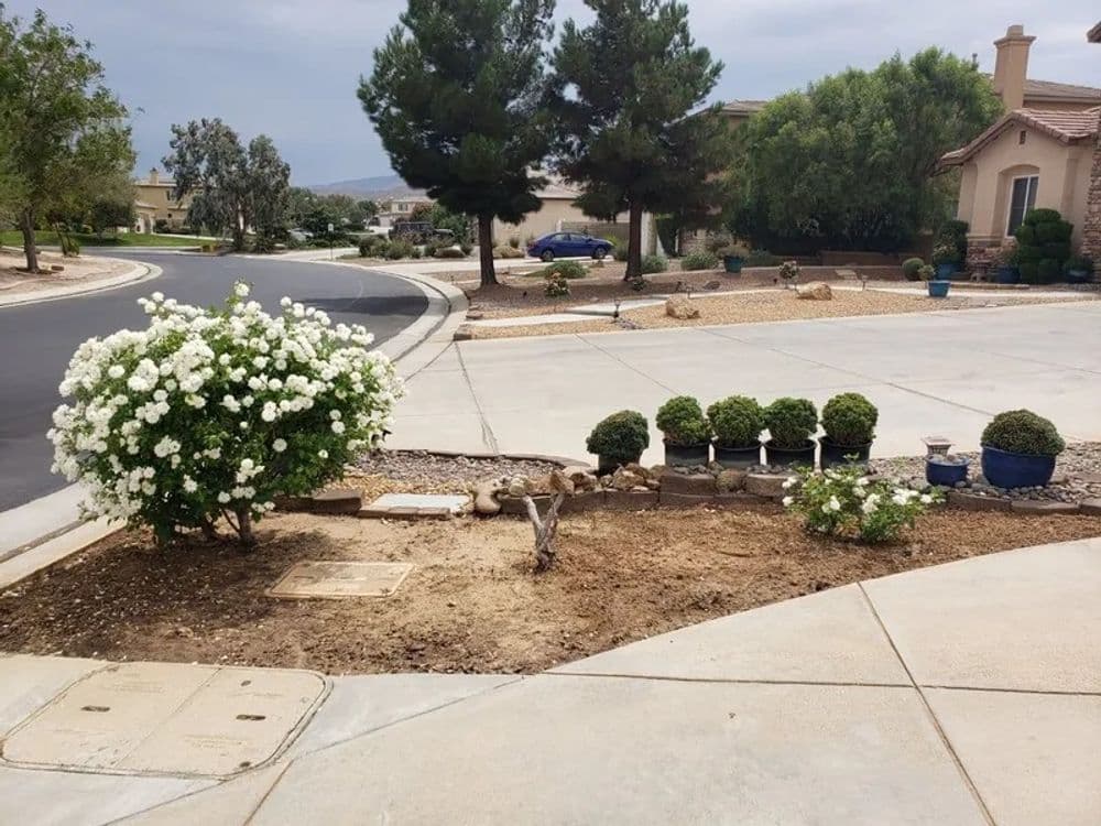Landscaped front yard with flowering bushes and shrubs along a residential street.