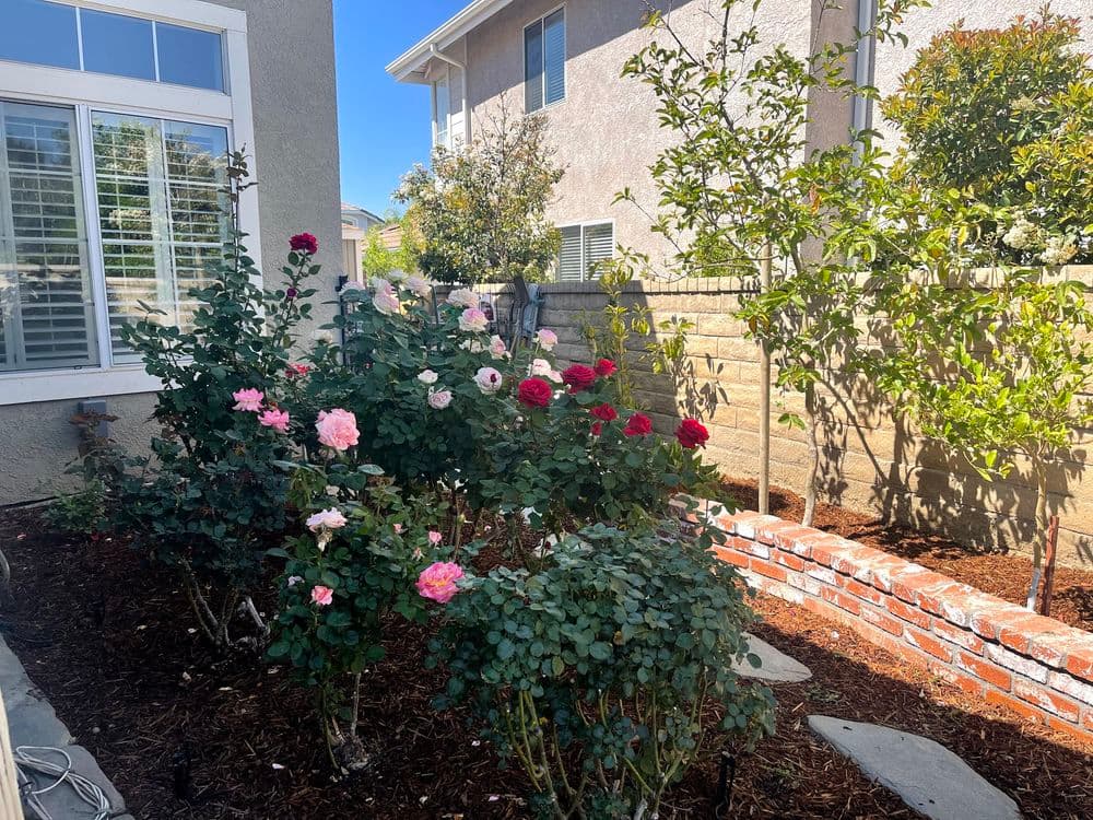 Vibrant rose garden with pink and red blooms next to a home, featuring lush greenery and brick border.