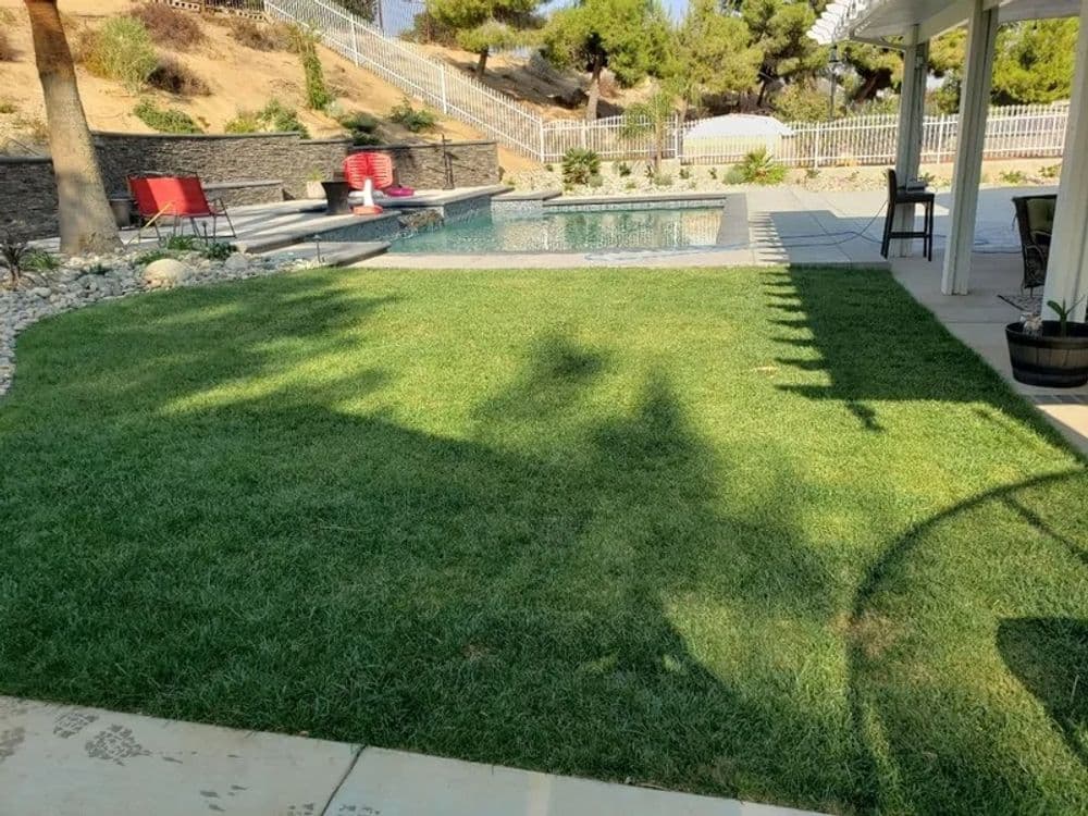 Lush green lawn beside a pool with lounge chairs and palm trees in a residential backyard.