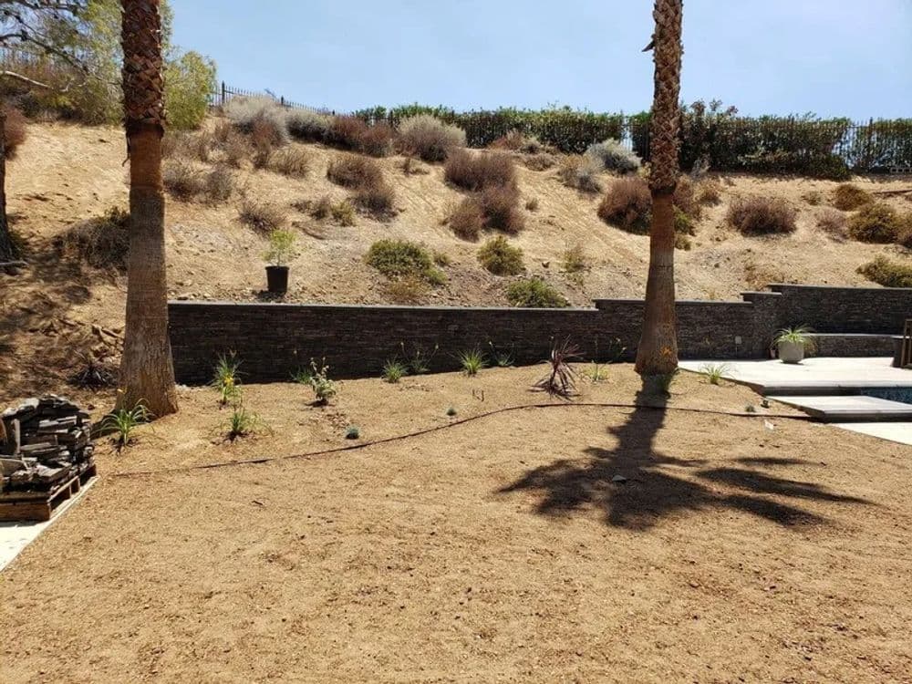 Dry landscape design with palm trees and stone wall in a sunny outdoor setting.