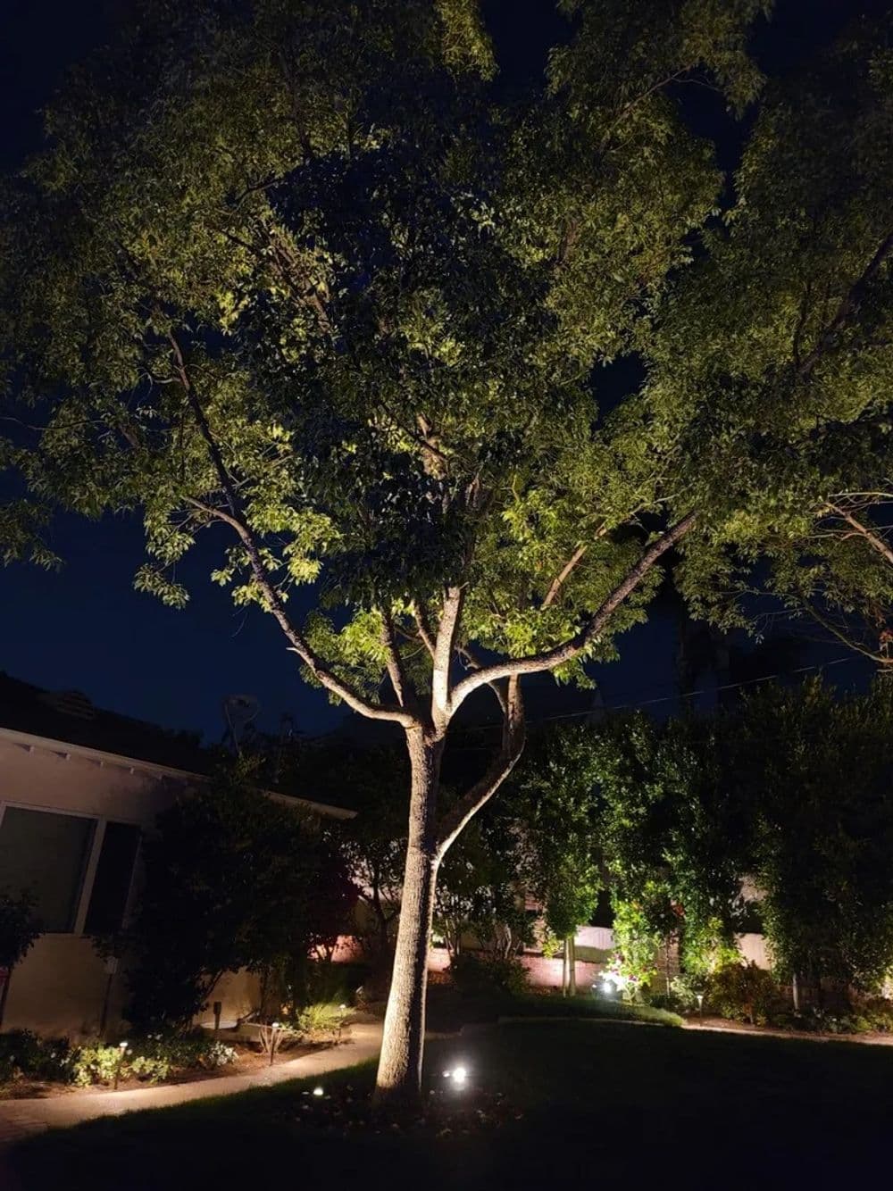 Illuminated tree in a serene backyard at night, featuring lush greenery and soft lighting.