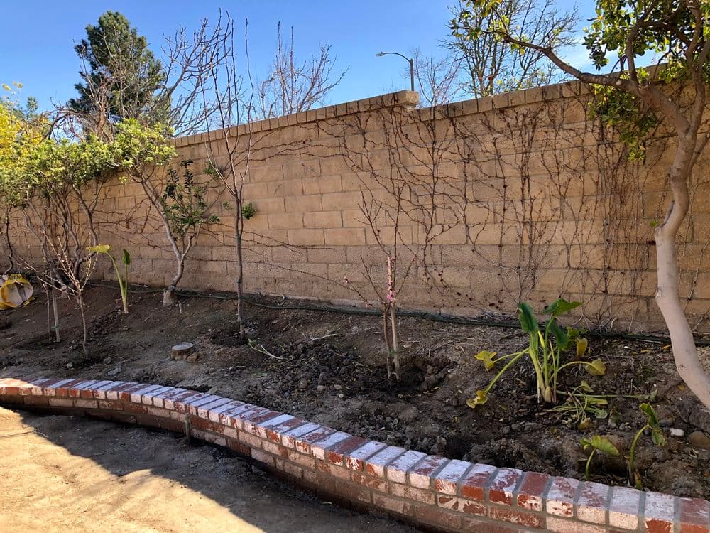 Sunny garden with bare trees and new planting area along a brick border and wall.