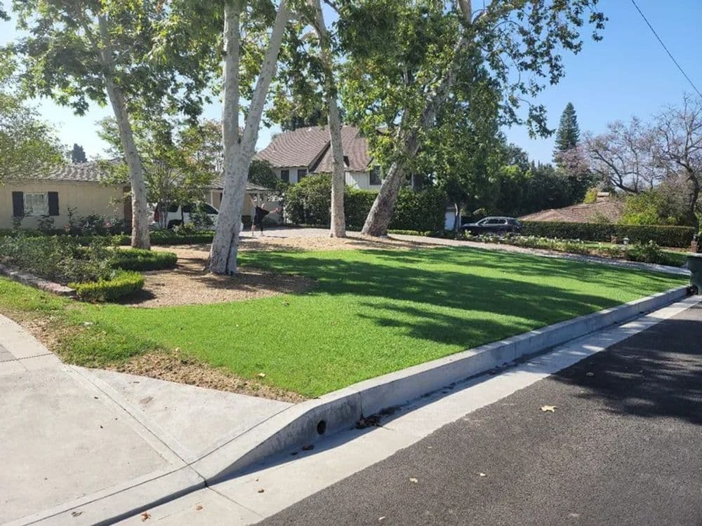 Lush green lawn with trees in a residential neighborhood on a sunny day.