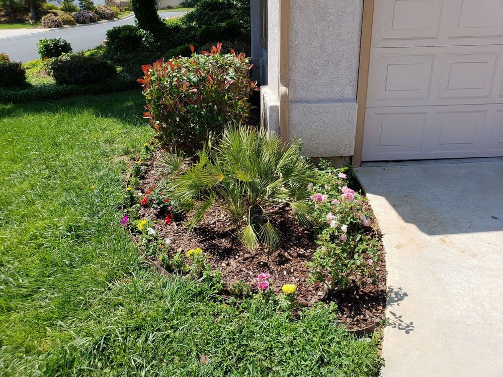 Colorful flower bed with palm plant and manicured lawn beside a garage. Green shrubs in background.