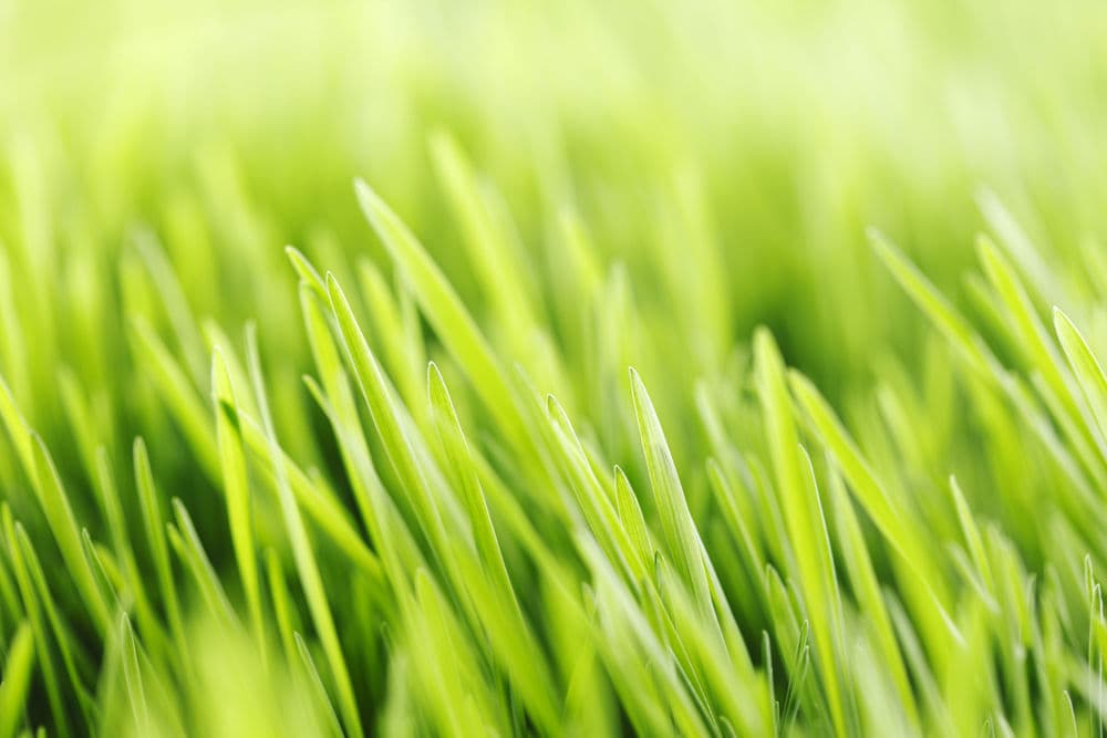 Close-up of vibrant green grass blades with a soft blurred background.